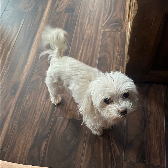 Meet your Posher, Ioana - Picture 2 of 2